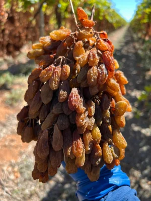 Công Nghệ Sấy Nho